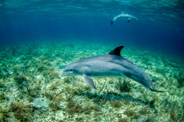 Quels sont les meilleurs spots pour une plongée avec les dauphins à Hawaï?